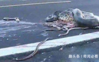安徽蟒蛇事件真相，安徽蟒蛇事件真相揭秘